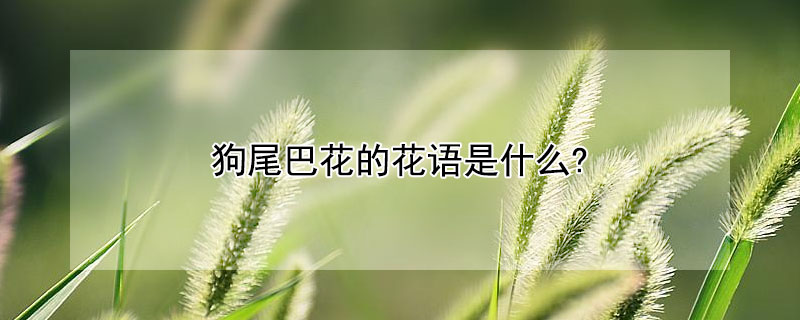 狗尾巴花的花語是什么?