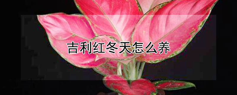 吉利紅冬天怎么養(yǎng)