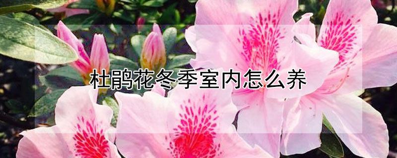 杜鵑花冬季室內怎么養