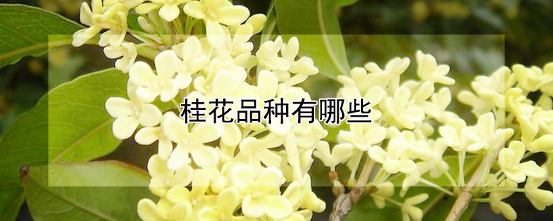 桂花品種有哪些