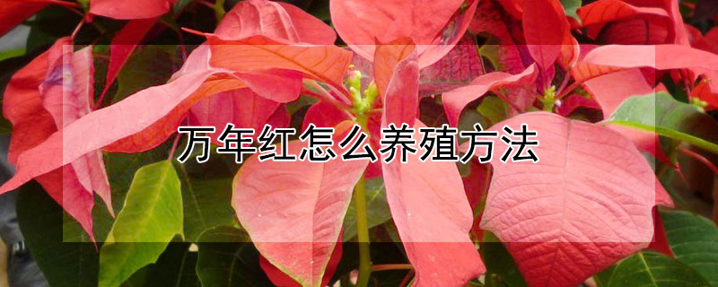 萬年紅怎么養(yǎng)殖方法