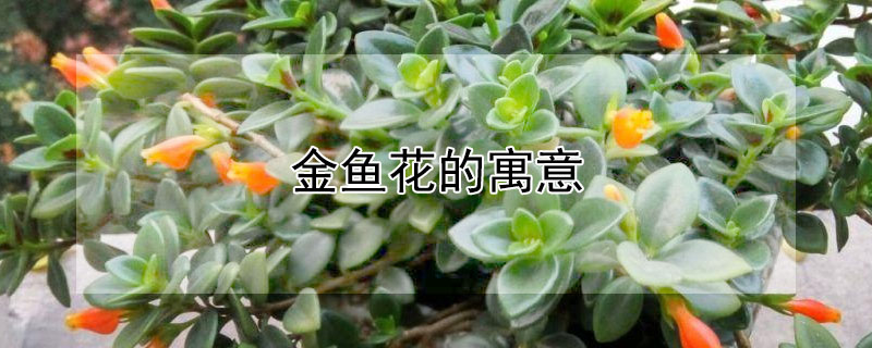 金魚花的寓意