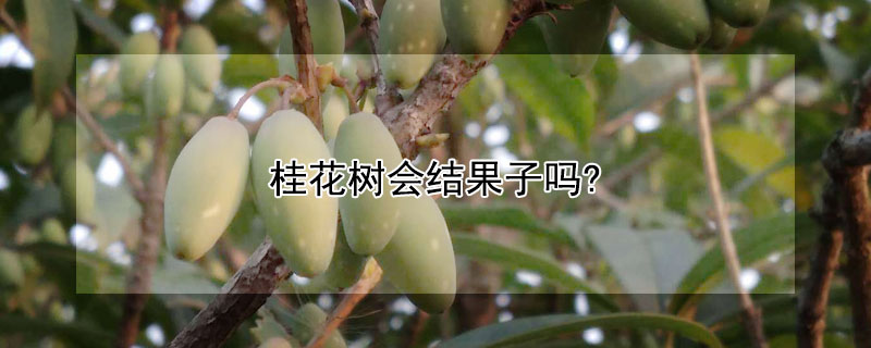 桂花樹會結果子嗎?