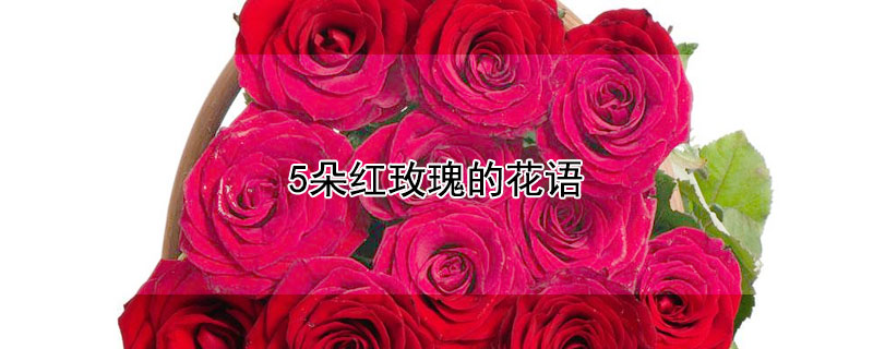 5朵紅玫瑰的花語(yǔ)