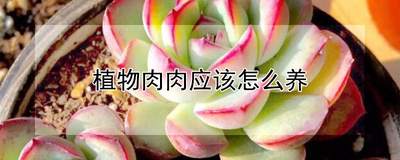 植物肉肉應(yīng)該怎么養(yǎng)