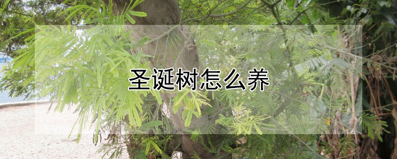 圣誕樹怎么養(yǎng)