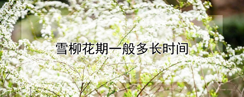 雪柳花期一般多長時間