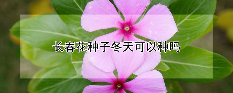 長春花種子冬天可以種嗎