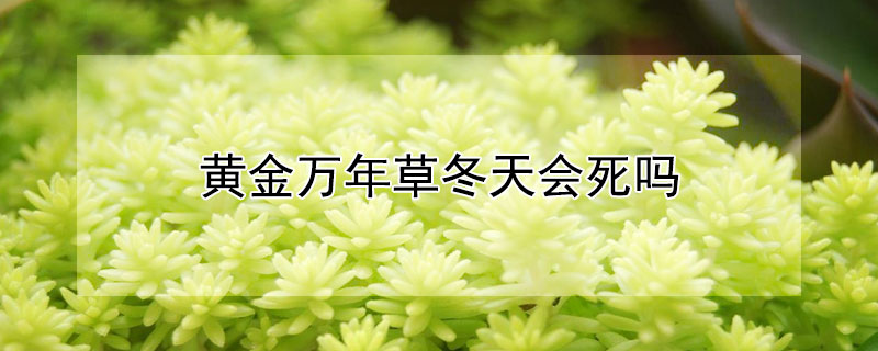 黃金萬(wàn)年草冬天會(huì)死嗎