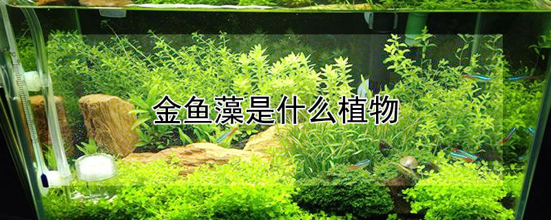 金魚藻是什么植物