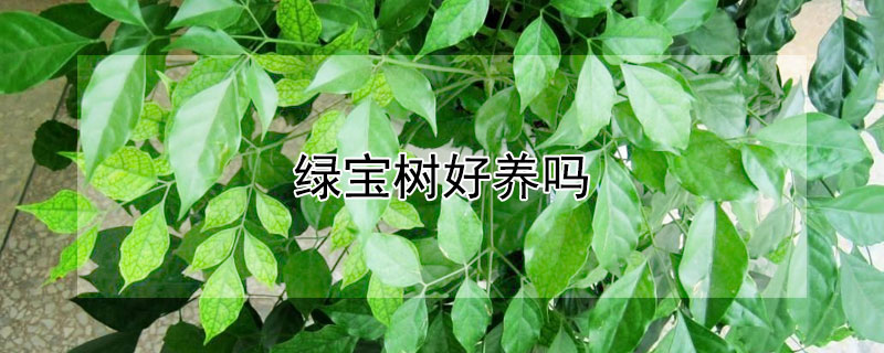 綠寶樹好養(yǎng)嗎