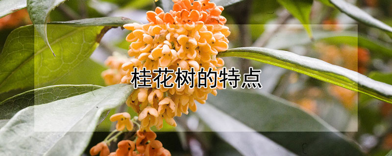 桂花樹的特點