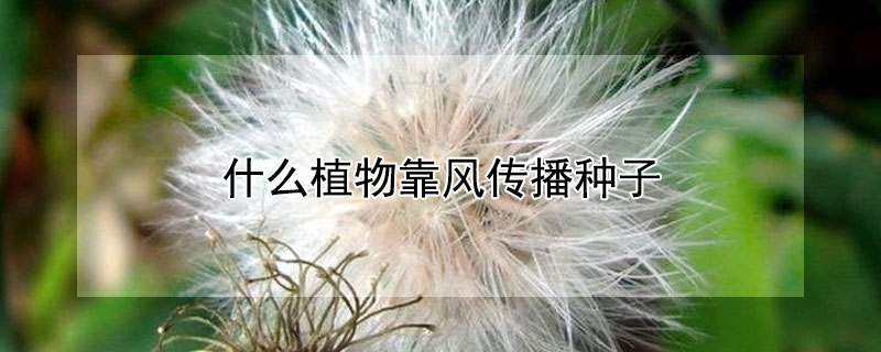 什么植物靠風傳播種子