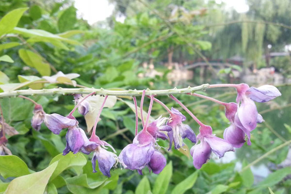 荊草長什么樣子