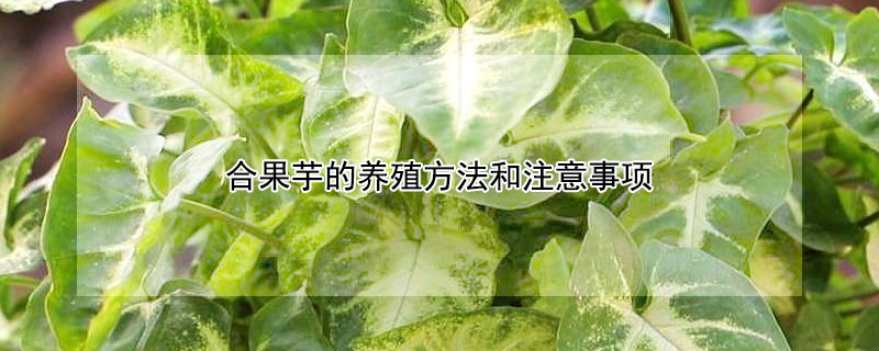 合果芋的養(yǎng)殖方法和注意事項