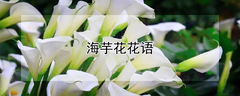 海芋花花語