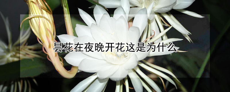 曇花在夜晚開花這是為什么