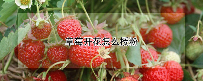 草莓開(kāi)花怎么授粉