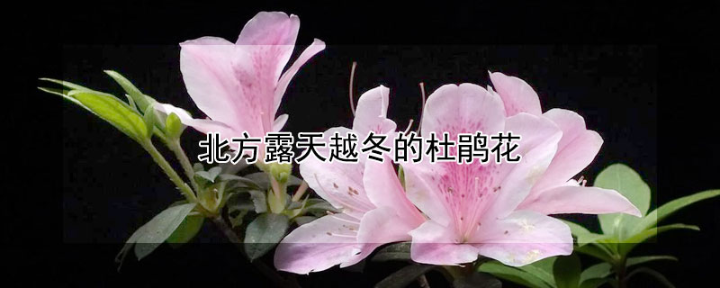 北方露天越冬的杜鵑花