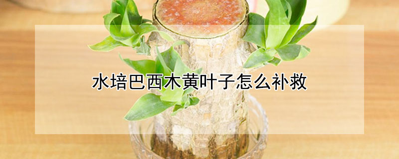 水培巴西木黃葉子怎么補救