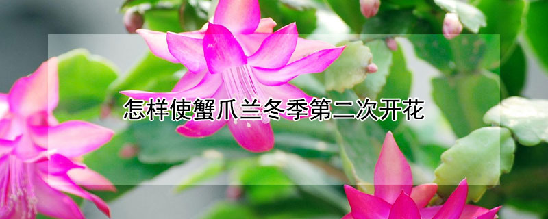 怎樣使蟹爪蘭冬季第二次開花