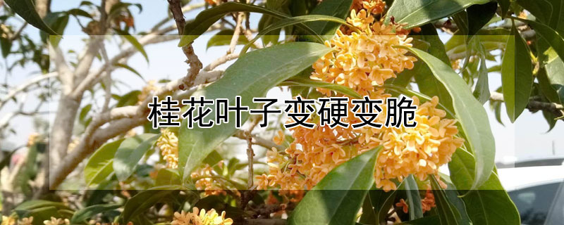 桂花葉子變硬變脆