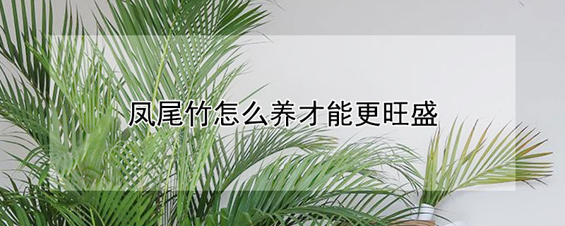 鳳尾竹怎么養(yǎng)才能更旺盛