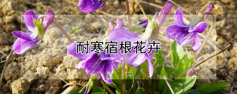 耐寒宿根花卉