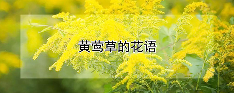 黃鶯草的花語