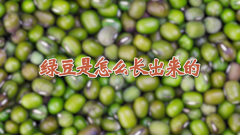 綠豆是怎么長(zhǎng)出來(lái)的