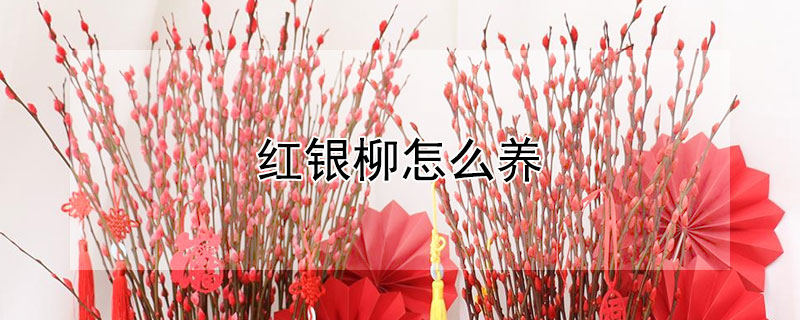 紅銀柳怎么養(yǎng)