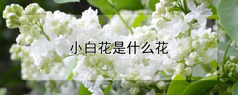 小白花是什么花