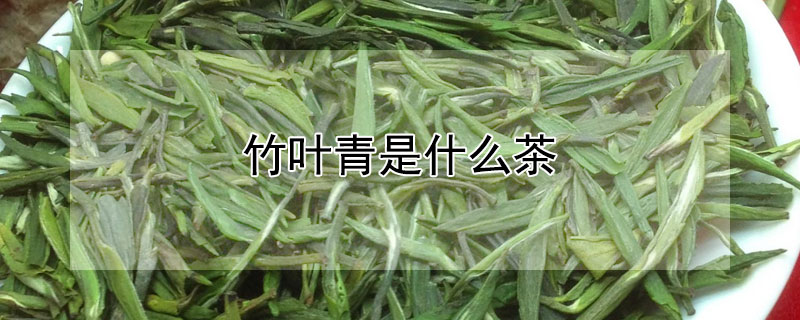 竹葉青是什么茶