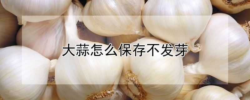 大蒜怎么保存不發芽