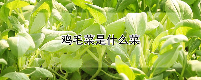 雞毛菜是什么菜