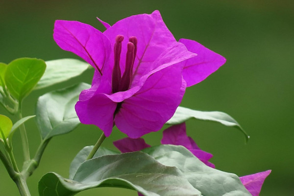 養不死四季開花的花卉