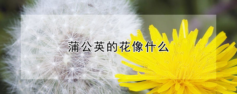 蒲公英的花像什么