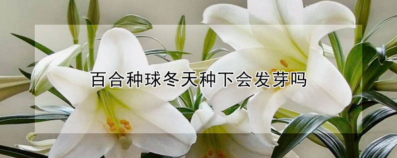 百合種球冬天種下會(huì)發(fā)芽嗎