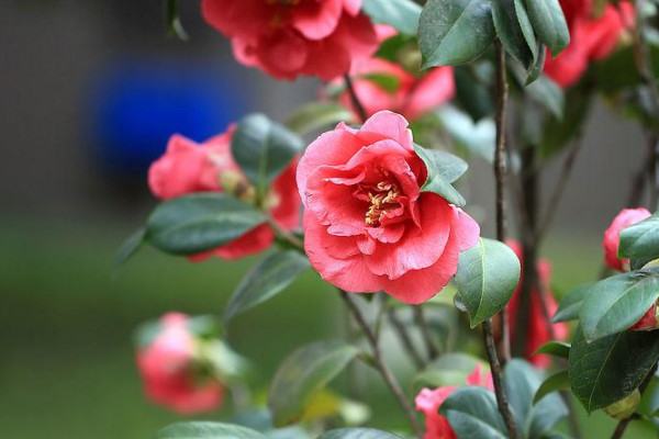 四季山茶花怎么養,如何種植