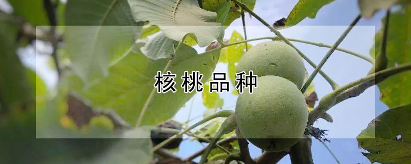 核桃品種