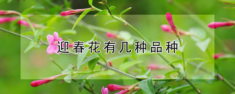 迎春花有幾種品種