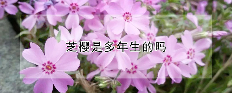 芝櫻是多年生的嗎