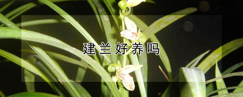 建蘭好養(yǎng)嗎