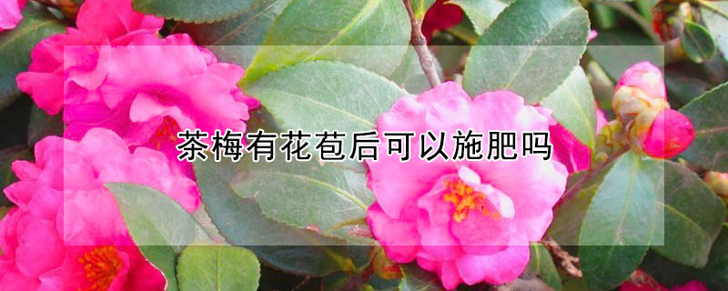 茶梅有花苞后可以施肥嗎