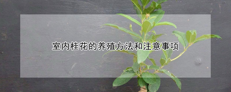 室內(nèi)桂花的養(yǎng)殖方法和注意事項