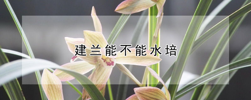 建蘭能不能水培