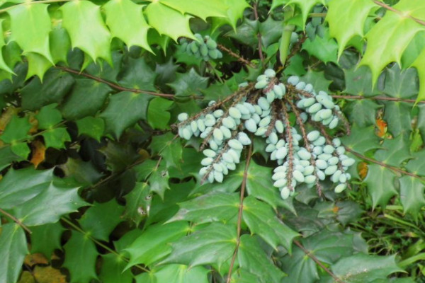 十大功勞黃連種植方法