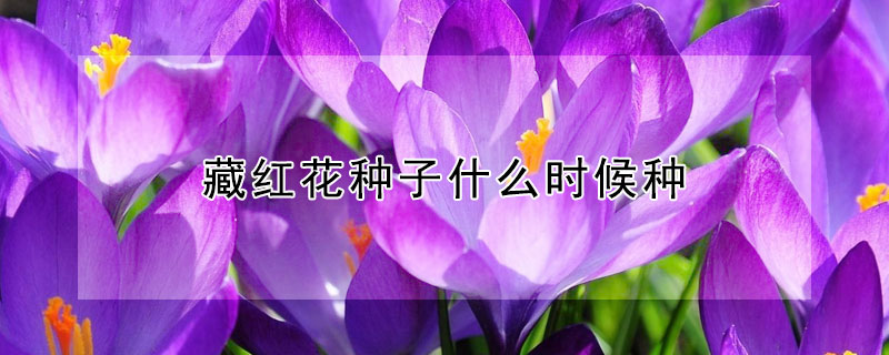 藏紅花種子什么時候種