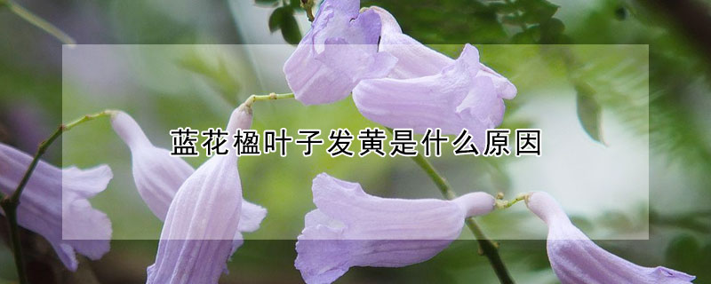 藍花楹葉子發黃是什么原因