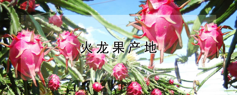 火龍果產(chǎn)地